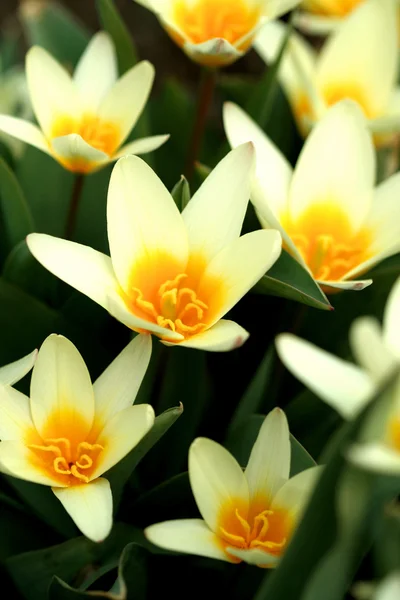 Beautiful yellow  flowers — Stock Photo, Image