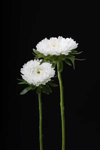 Vackra vita blommor — Stockfoto