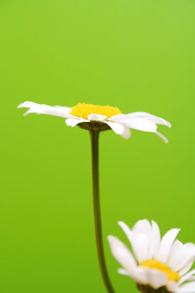 Beautiful Camomile flowers — Stock Photo, Image