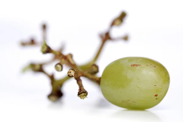 One ripe Grape — Stock Photo, Image