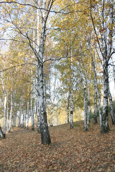 Δέντρα με κίτρινα φύλλα — Φωτογραφία Αρχείου