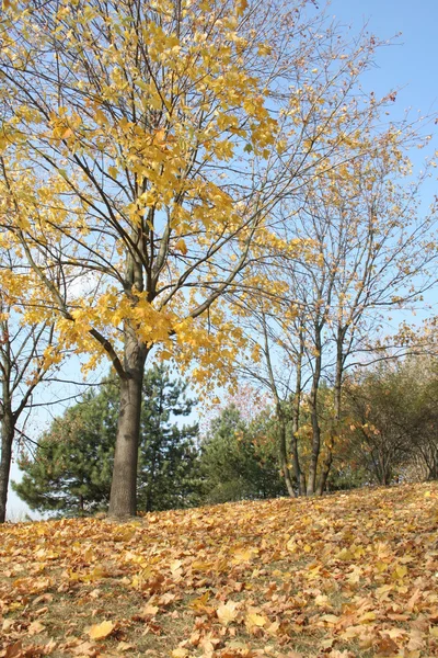 Herfst kleuren in het park — Stockfoto