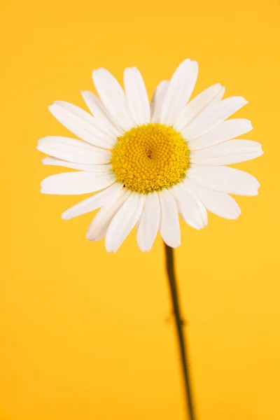 White spring Camomile — Stock Photo, Image