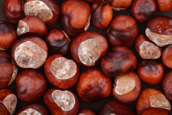 Chestnuts studio shot — Stock Photo, Image
