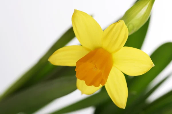 Bonito narciso amarelo — Fotografia de Stock