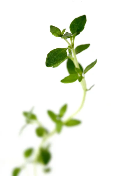 Groene bladeren van tijm — Stockfoto