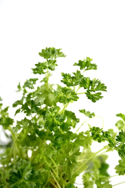 Fresh green  parsley — Stock Photo, Image