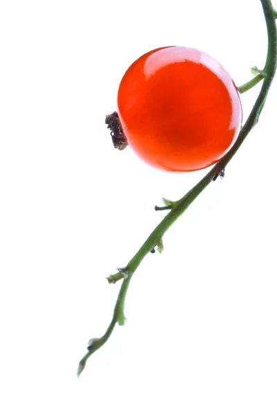 Uma groselha vermelha — Fotografia de Stock
