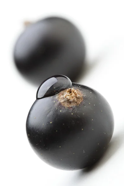 Grosellas negras frescas — Foto de Stock