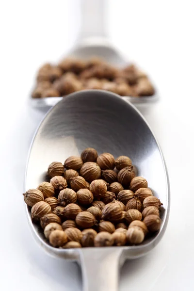 Brown  mustard seeds — Stock Photo, Image