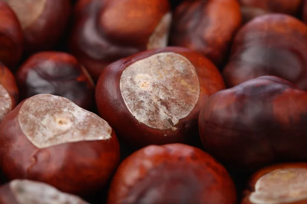 Brown Chestnuts  background — Stock Photo, Image