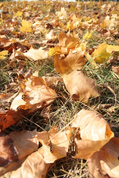 Brown  leaves on grass — Stock Photo, Image