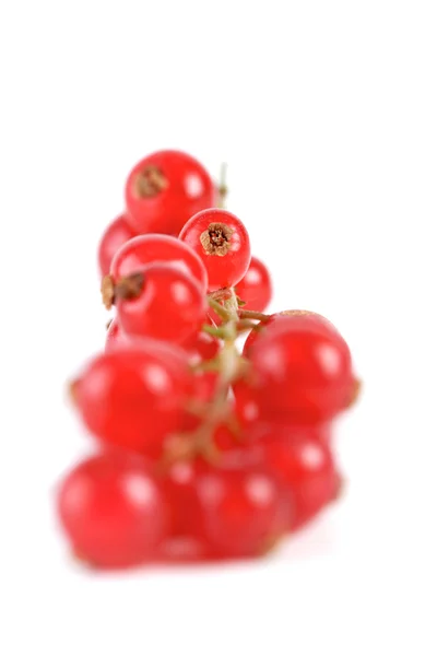 Fresh ripe redcurrats — Stock Photo, Image