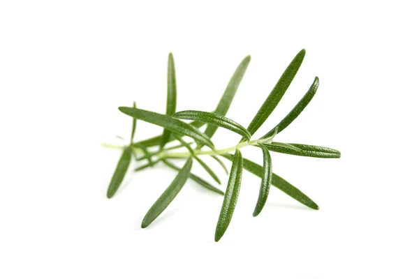 Fresh green rosemary — Stock Photo, Image