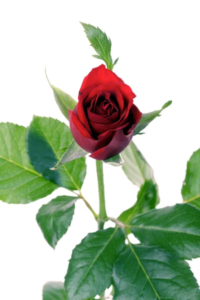 Beautiful red rose — Stock Photo, Image