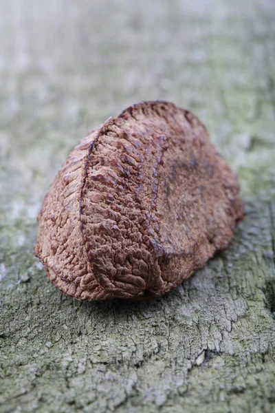 One Brazil nut — Stock Photo, Image