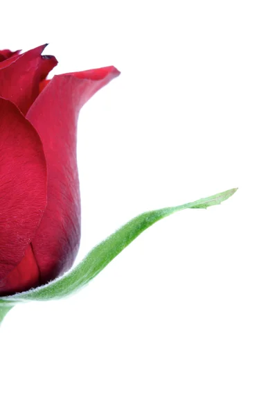 Beautiful red Rose — Stock Photo, Image