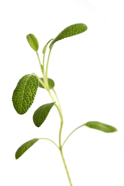 Fresh green sage — Stock Photo, Image