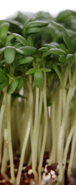 Fresh garden cress — Stock Photo, Image