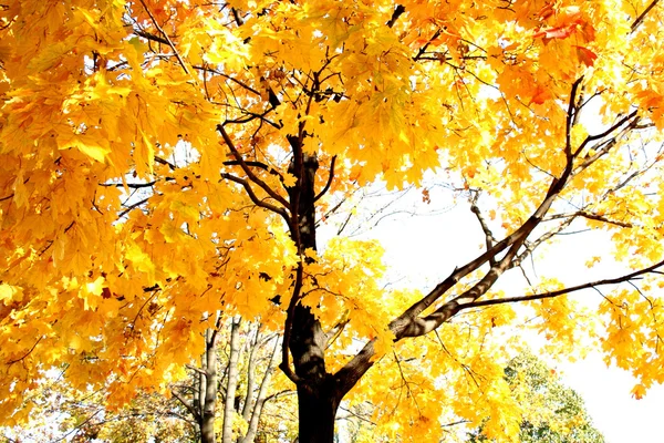 Arbres aux feuilles jaunes — Photo