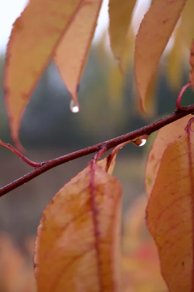 Automne dans la forêt — Photo