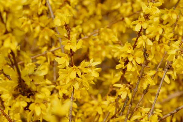 Hermosas flores amarillas — Foto de Stock