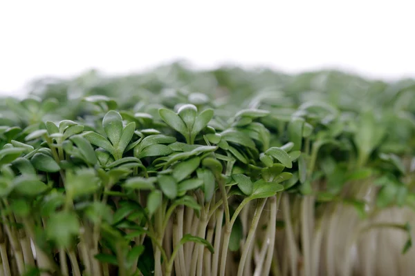 Fresh garden cress — Stock Photo, Image