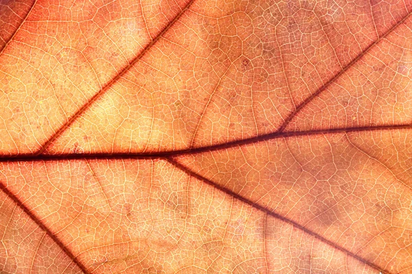Orange höstlöv — Stockfoto