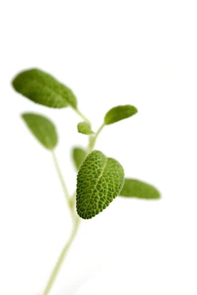Salvia verde fresca — Foto de Stock