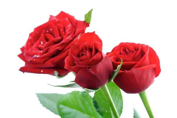 Beautiful red roses — Stock Photo, Image