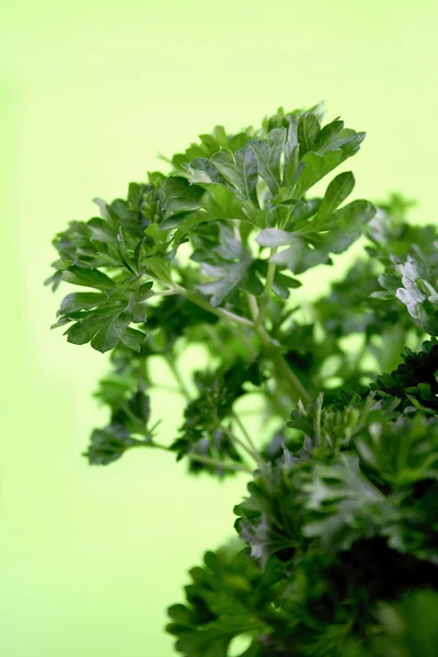 Salsa verde fresca — Fotografia de Stock