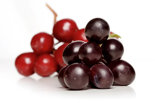 Branches  of ripe  grapes — Stock Photo, Image