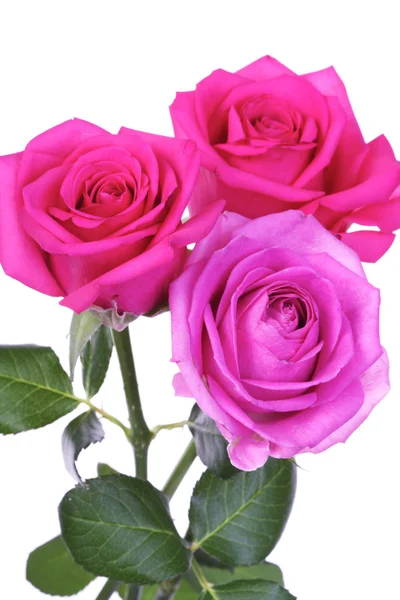 Beautiful pink roses — Stock Photo, Image