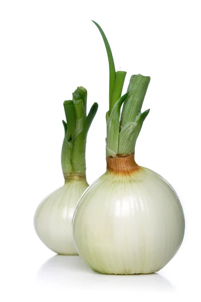 Fresh white onion — Stock Photo, Image