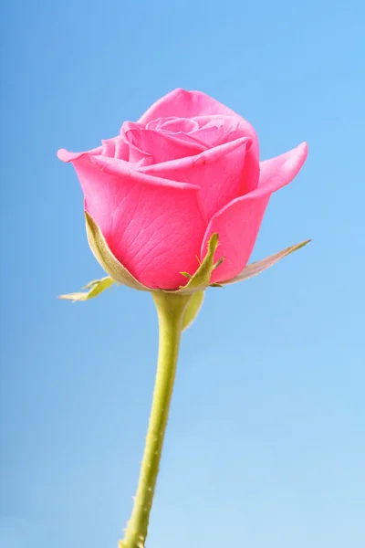 Vacker rosa ros — Stockfoto