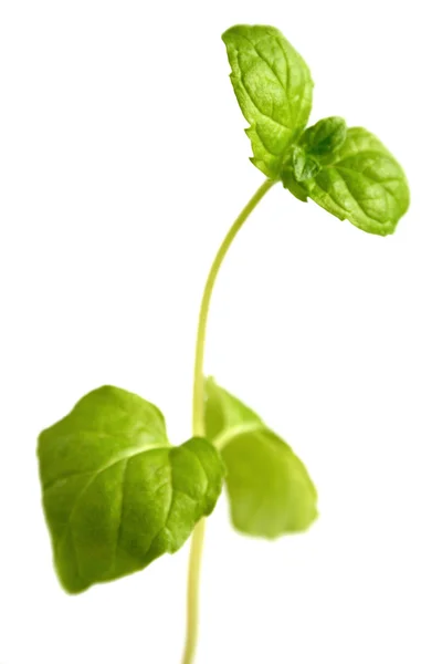 Groene verse basilicum — Stockfoto