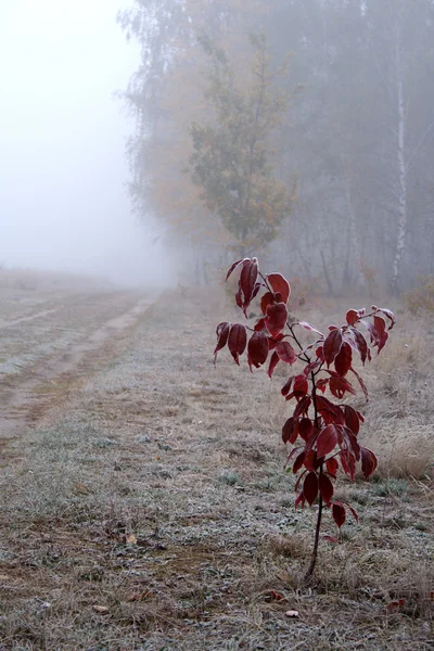 Frozen plant on meadow — Stock Photo, Image