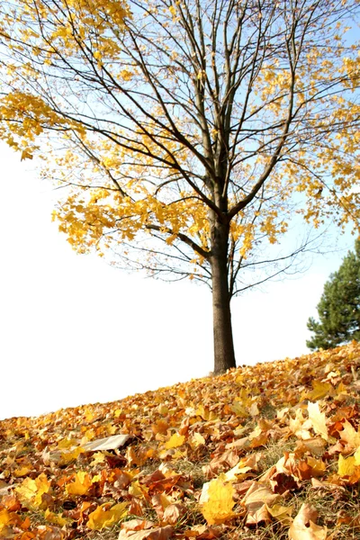 Albero con foglie gialle — Foto Stock