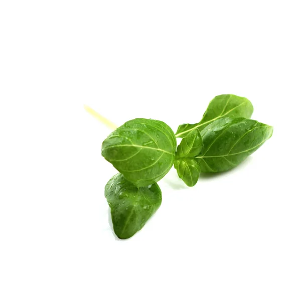 Green fresh basil — Stock Photo, Image