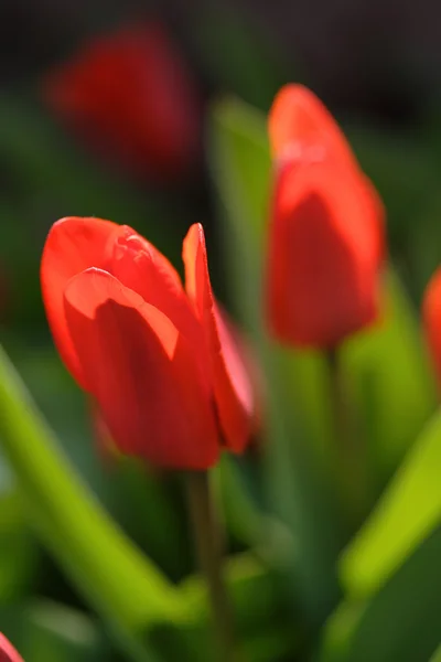 Flores de tulipa vermelha — Fotografia de Stock