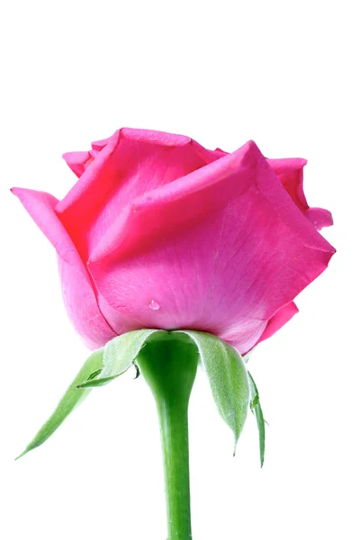 Beautiful pink Rose — Stock Photo, Image