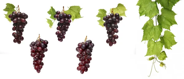 Druiven en groene vine — Stockfoto
