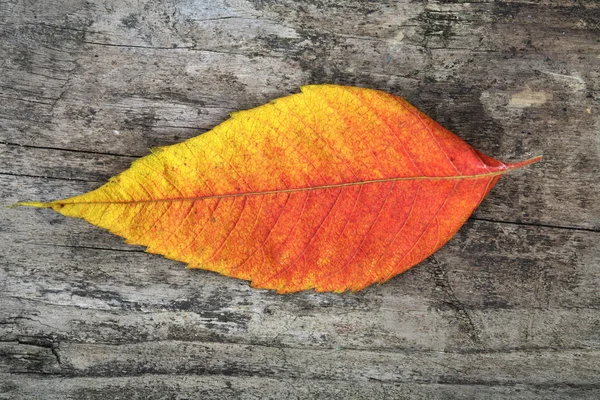 Autumn leaf - studo shot — Stock Photo, Image