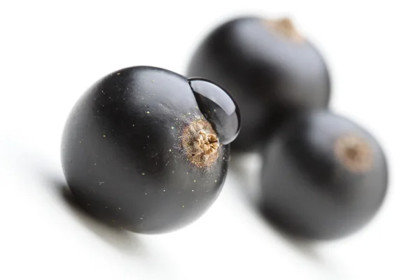 Färska svarta vinbär — Stockfoto
