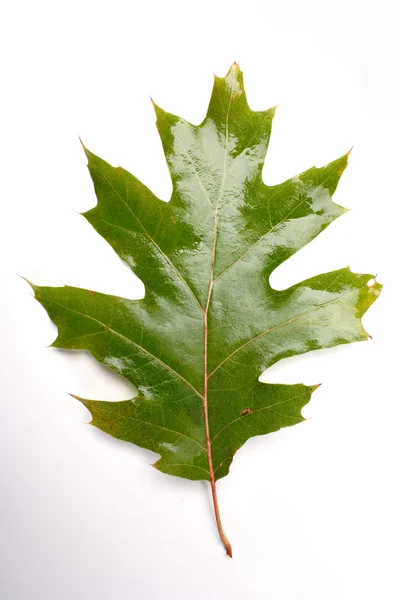 Zielony jesienny liść — Zdjęcie stockowe