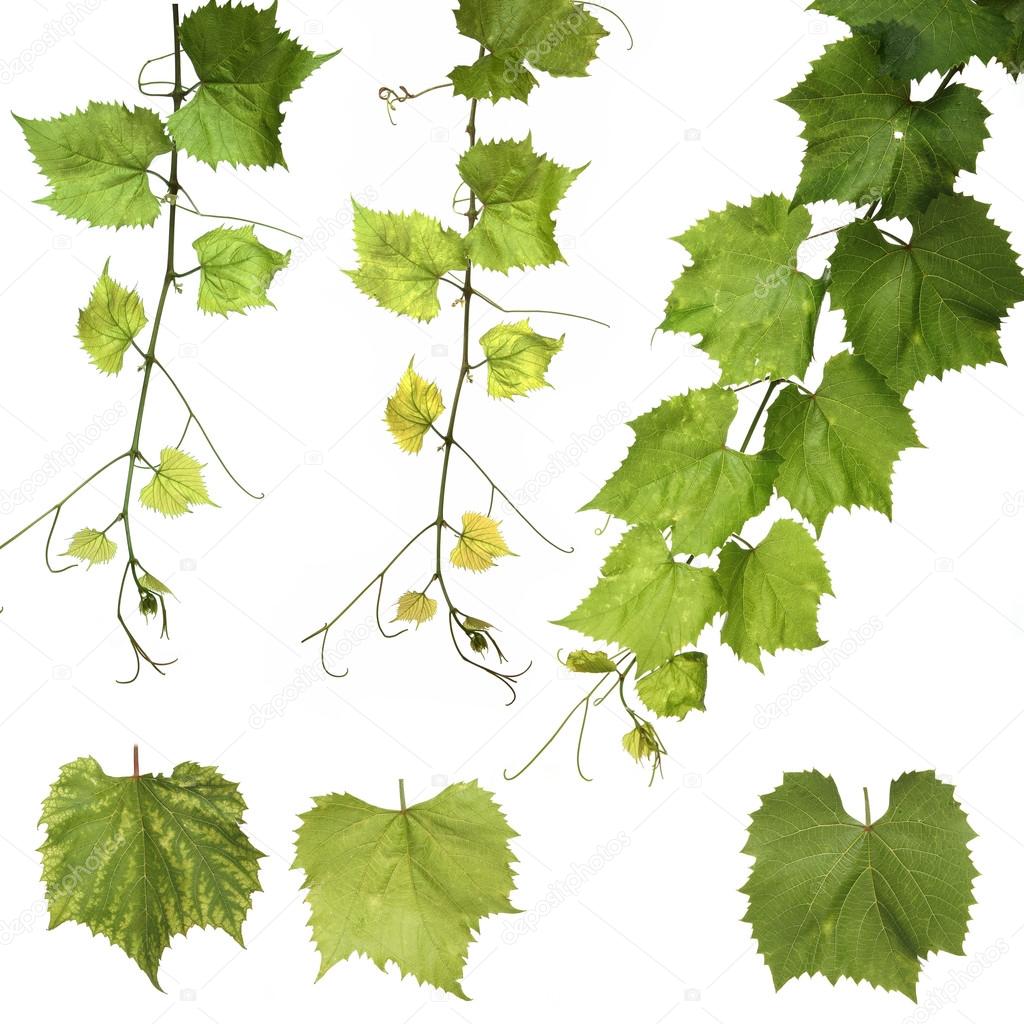 Green Grape leaves