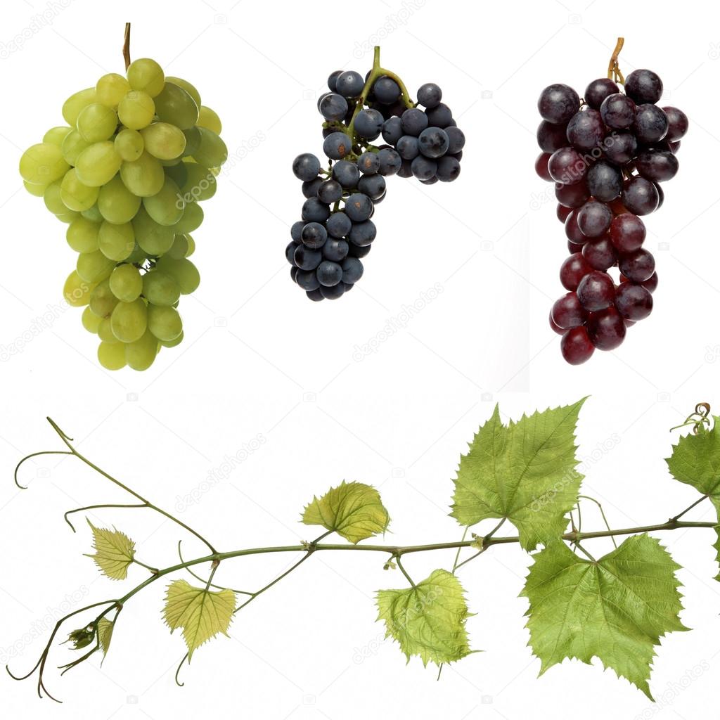 Raisins Et Vigne Verte Image Libre De Droit Par Londondeposit C