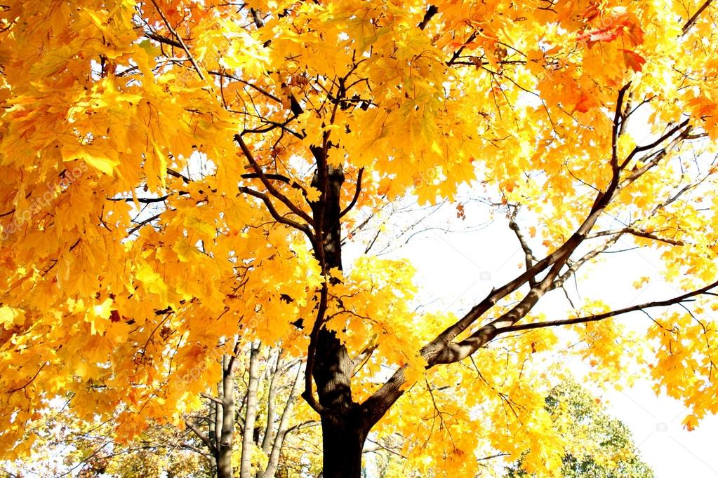 trees with yellow leaves