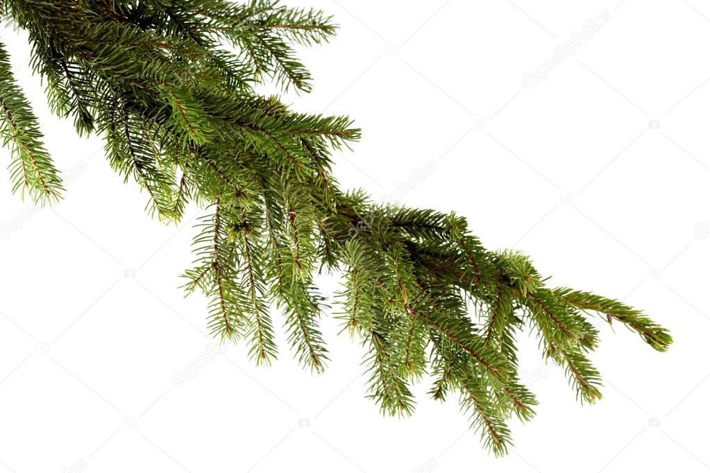 green Pine branch