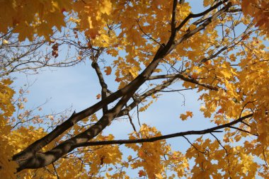 ağaç sarı yaprakları ile